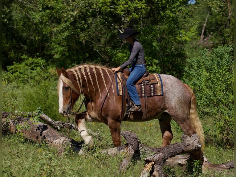 Belgian Draft Gelding 17 years Roan-Red in Huntsville TX