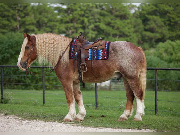 Belgian Draft Gelding 17 years Roan-Red in Huntsville TX