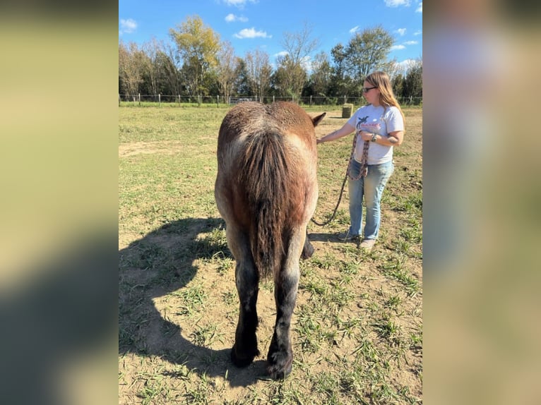 Belgian Draft Gelding 1 year 13 hh in Mc Cormick