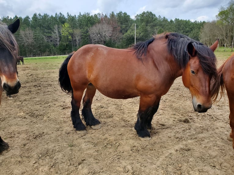 Belgian Draft Gelding 1 year 13 hh Roan-Bay in Mc Cormick