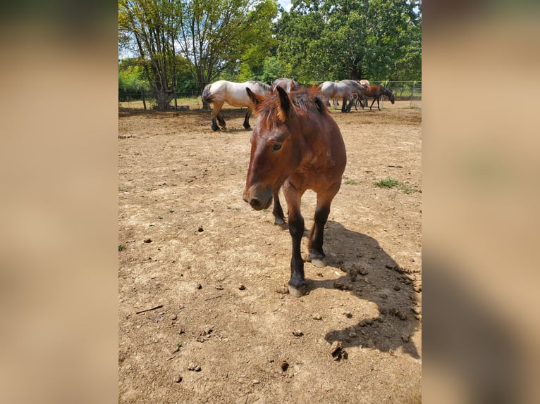 Belgian Draft Gelding 1 year 13 hh Roan-Bay in Mc Cormick