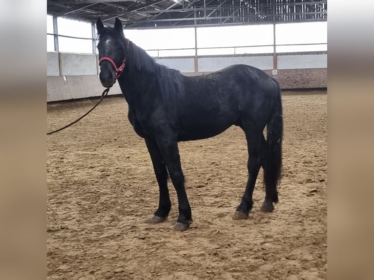 Belgian Draft Mix Gelding 2 years Black in Kürten