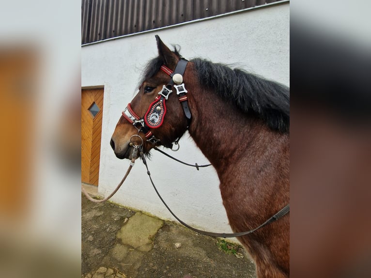 Belgian Draft Gelding 3 years 15,2 hh Brown in Nettersheim