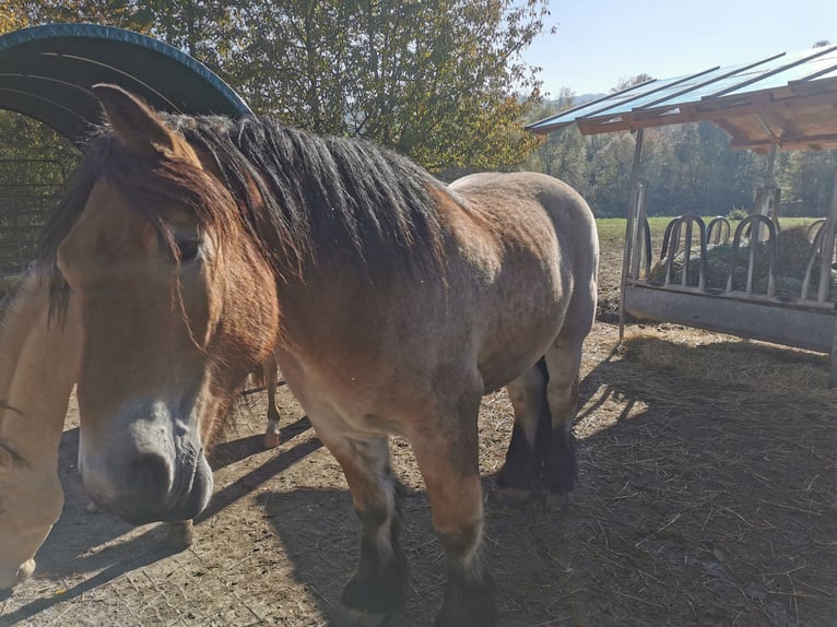 Belgian Draft Gelding 3 years 16,1 hh Brown in Blumau an der Wild