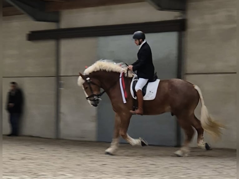 Belgian Draft Gelding 3 years 18 hh in Rosendahl