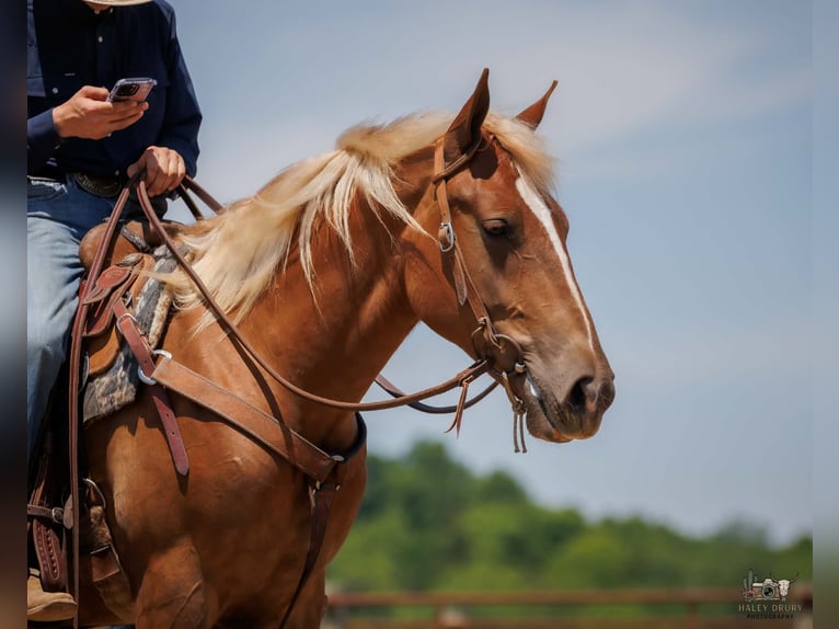 Belgian Draft Mix Gelding 3 years Sorrel in Auburn