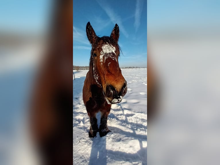 Belgian Draft Gelding 4 years 15,2 hh Brown in RheinbachRheinbach