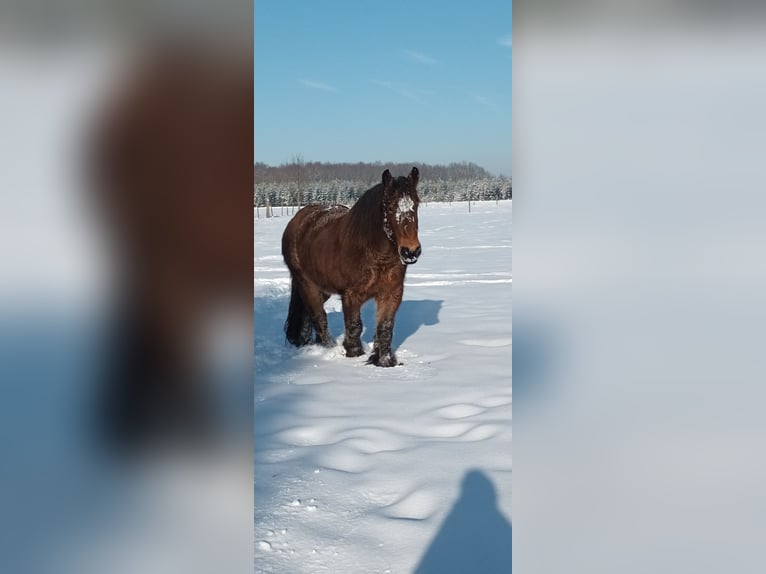 Belgian Draft Gelding 4 years 15,2 hh Brown in RheinbachRheinbach