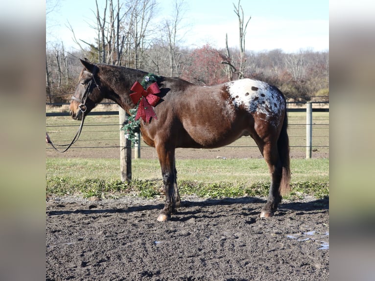 Belgian Draft Mix Gelding 4 years 15,3 hh Bay in Perkasie