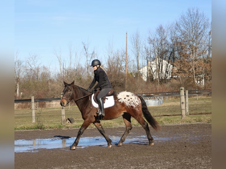 Belgian Draft Mix Gelding 4 years 15,3 hh Bay in Perkasie