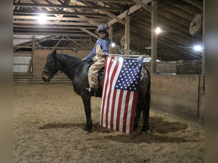 Belgian Draft Mix Gelding 4 years 15,3 hh Bay in Perkasie