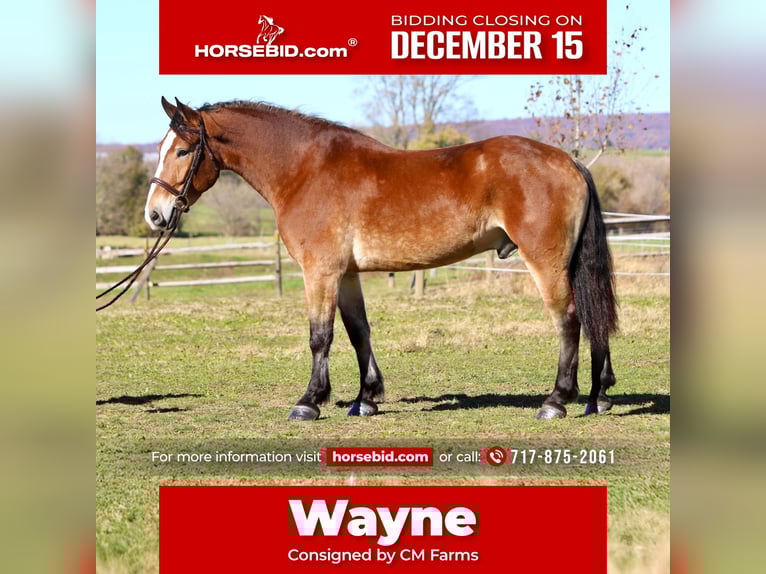 Belgian Draft Mix Gelding 4 years 16 hh Bay in Gap