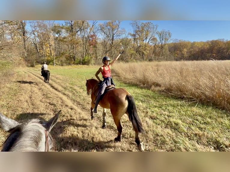 Belgian Draft Mix Gelding 4 years 16 hh Bay in Gap