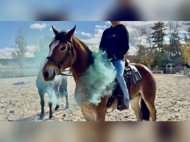 Belgian Draft Mix Gelding 4 years 16 hh Bay in Gap