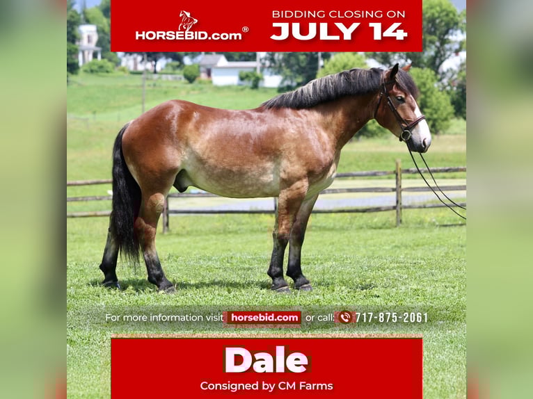 Belgian Draft Mix Gelding 4 years 16,1 hh Bay in Gap, PA