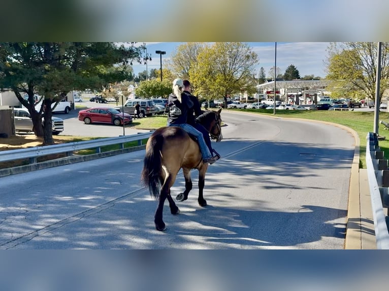 Belgian Draft Mix Gelding 4 years 17 hh Buckskin in Gap Belgian Draft Mix Gelding 4 years 17 hh Buckskin in Gap