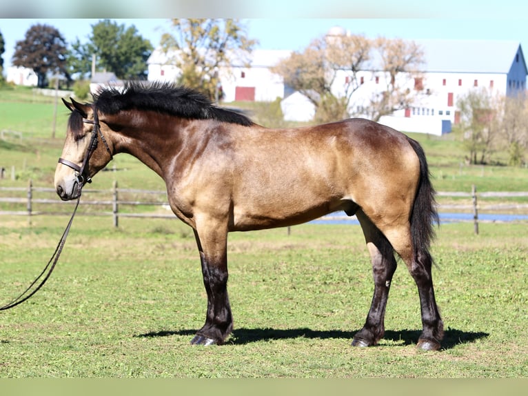Belgian Draft Mix Gelding 4 years 17 hh Buckskin in Gap Belgian Draft Mix Gelding 4 years 17 hh Buckskin in Gap