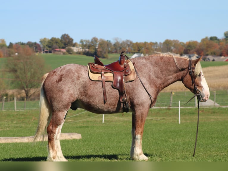 Belgian Draft Mix Gelding 4 years 17 hh Roan-Red in Millersburg