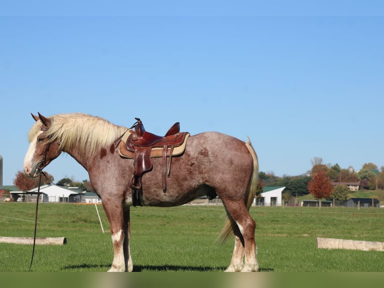 Belgian Draft Mix Gelding 4 years 17 hh Roan-Red in Millersburg