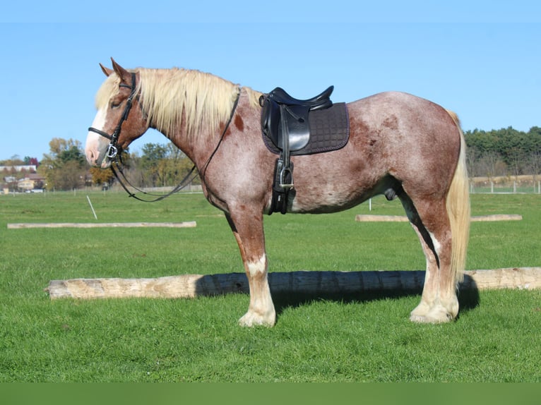 Belgian Draft Mix Gelding 4 years 17 hh Roan-Red in Millersburg