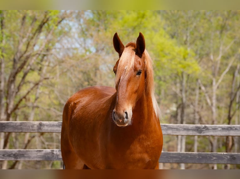 Belgian Draft Mix Gelding 4 years Sorrel in Clover, SC
