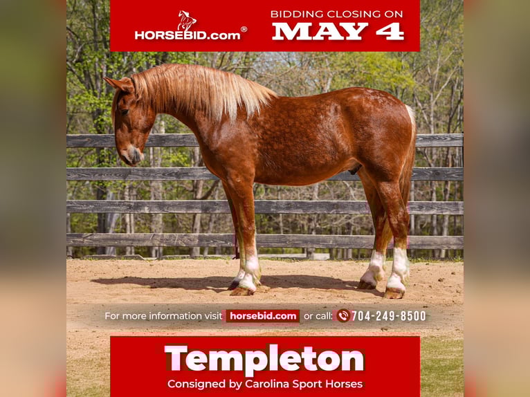 Belgian Draft Mix Gelding 4 years Sorrel in Clover, SC