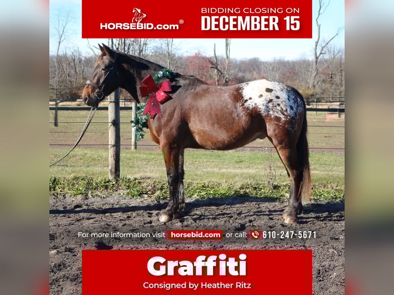 Belgian Draft Mix Gelding 5 years 15.3 hh Bay in Perkasie