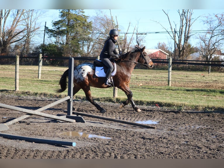 Belgian Draft Mix Gelding 5 years 15.3 hh Bay in Perkasie