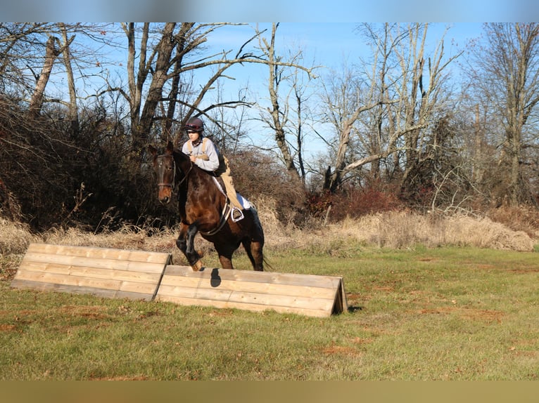 Belgian Draft Mix Gelding 5 years 15.3 hh Bay in Perkasie