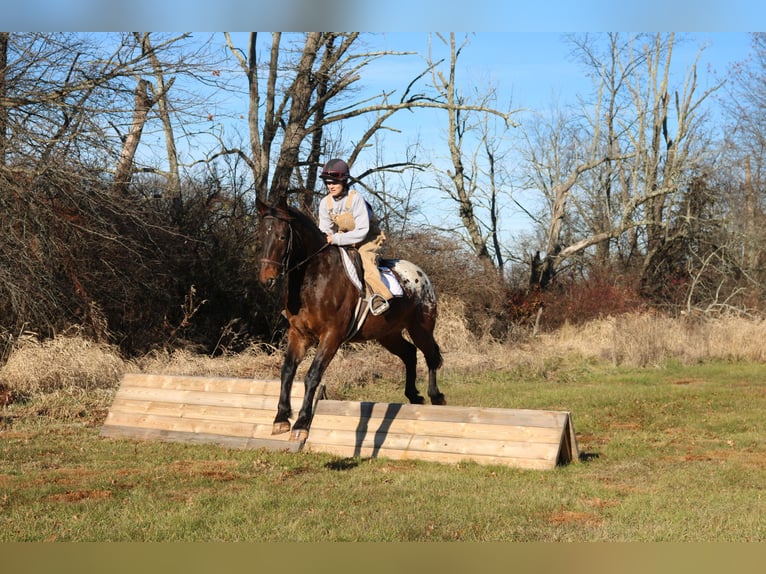 Belgian Draft Mix Gelding 5 years 15,3 hh Bay in Perkasie