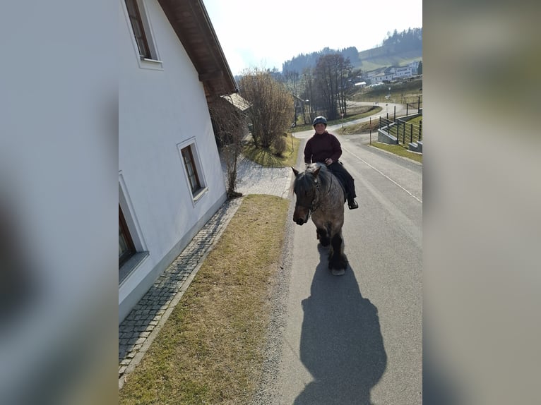 Belgian Draft Gelding 5 years 16.1 hh Brown Falb mold in Putzleinsdorf