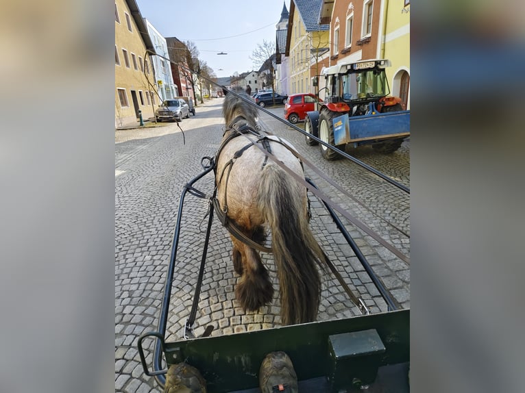 Belgian Draft Gelding 5 years 16.1 hh Brown Falb mold in Putzleinsdorf