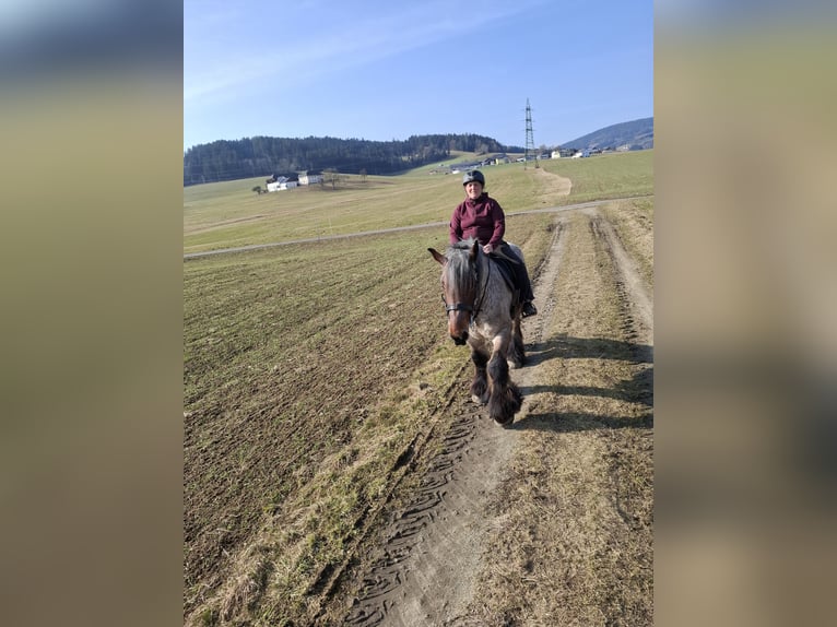 Belgian Draft Gelding 5 years 16.1 hh Brown Falb mold in Putzleinsdorf