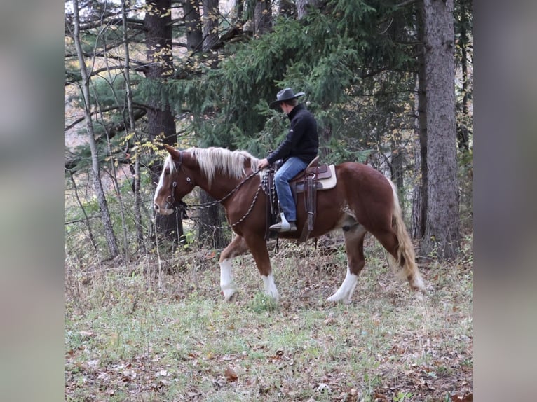 Belgian Draft Mix Gelding 5 years 16.2 hh Chestnut in Howell