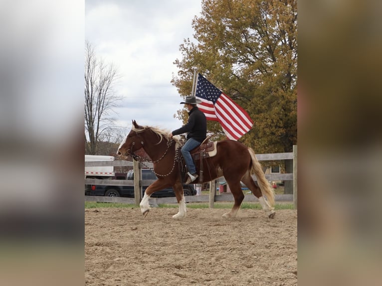Belgian Draft Mix Gelding 5 years 16.2 hh Chestnut in Howell