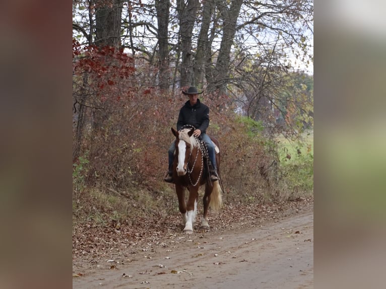 Belgian Draft Mix Gelding 5 years 16.2 hh Chestnut in Howell