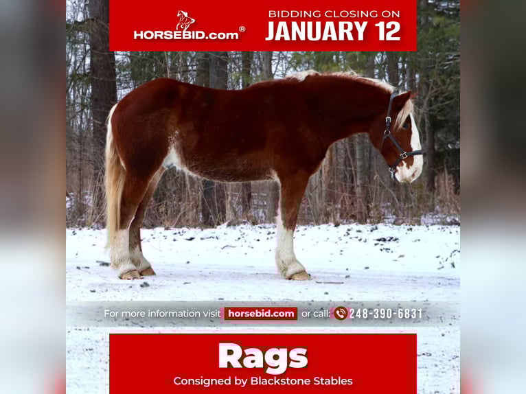 Belgian Draft Mix Gelding 5 years 16.2 hh Chestnut in Howell