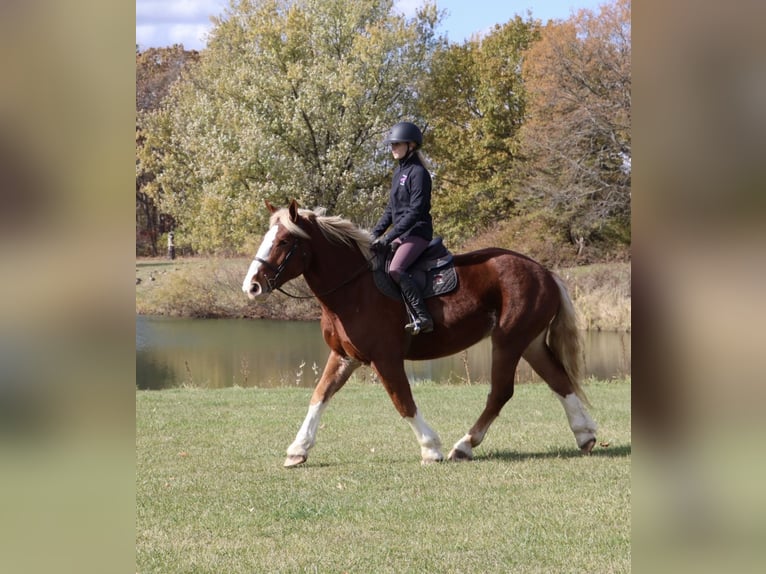 Belgian Draft Mix Gelding 5 years 16.2 hh Chestnut in Howell