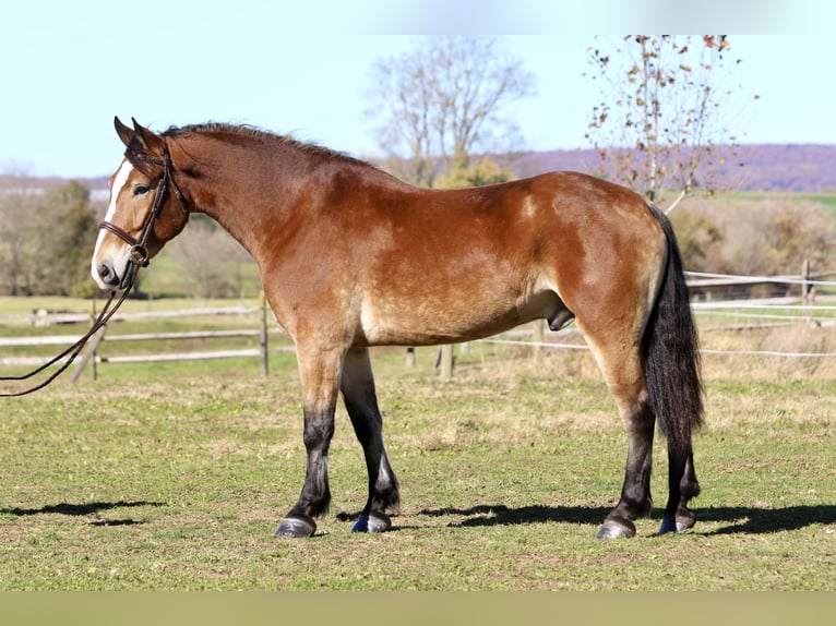 Belgian Draft Mix Gelding 5 years 16 hh Bay in Gap