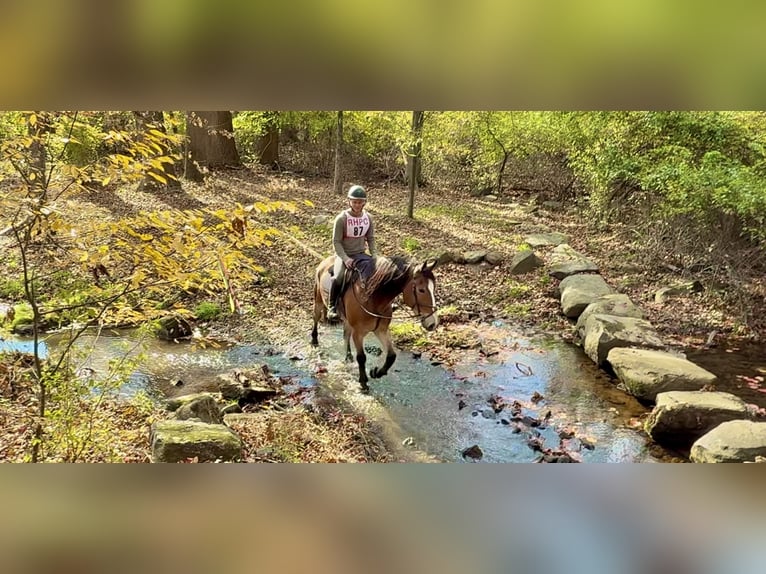 Belgian Draft Mix Gelding 5 years 16 hh Bay in Gap