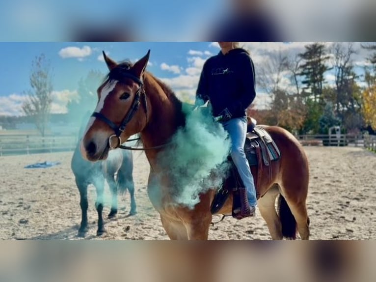 Belgian Draft Mix Gelding 5 years 16 hh Bay in Gap`