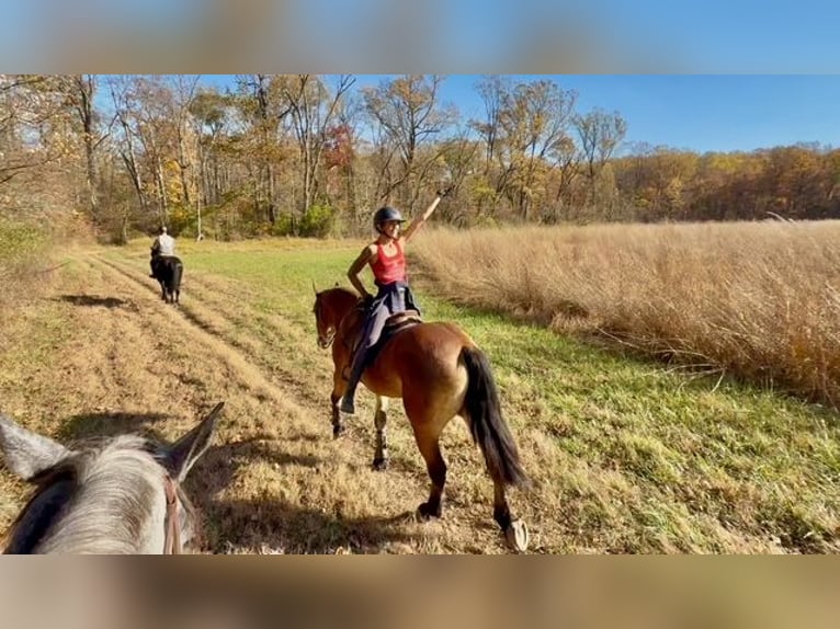 Belgian Draft Mix Gelding 5 years 16 hh Bay in Gap`