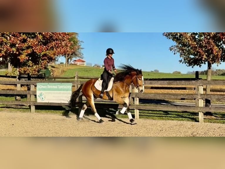 Belgian Draft Mix Gelding 5 years 16 hh Bay in Gap`