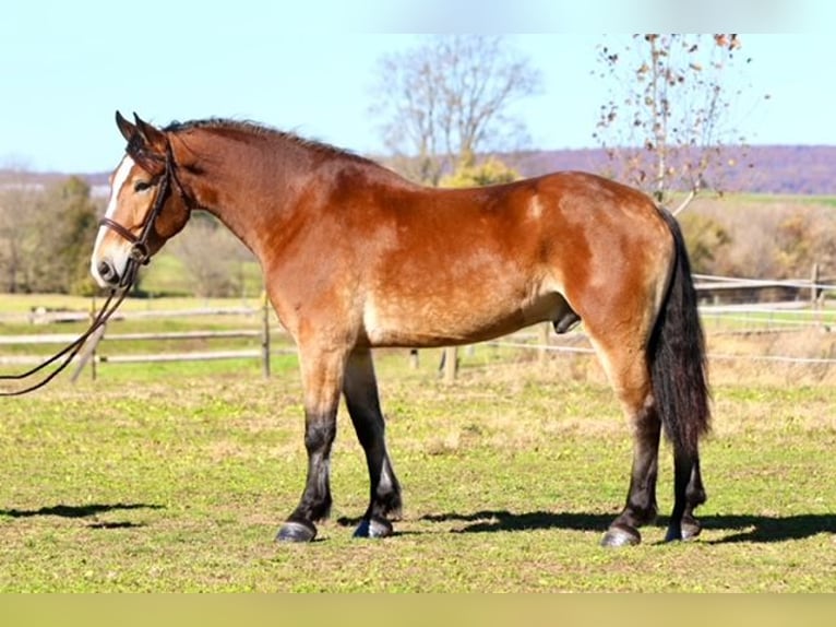 Belgian Draft Mix Gelding 5 years 16 hh Bay in Gap`