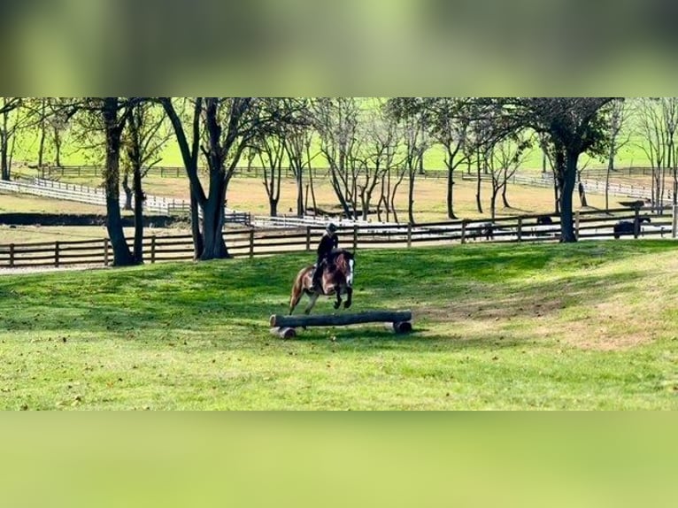 Belgian Draft Mix Gelding 5 years 16 hh Bay in Gap`