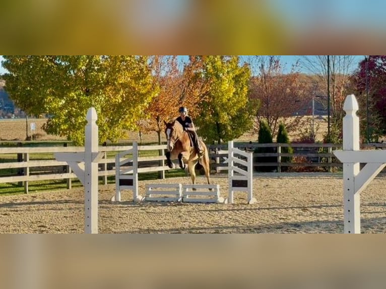 Belgian Draft Mix Gelding 5 years 16 hh Bay in Gap`