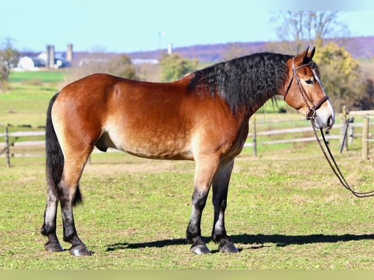 Belgian Draft Mix Gelding 5 years 16 hh Bay in Gap`