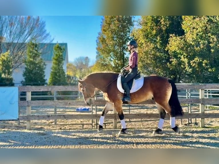 Belgian Draft Mix Gelding 5 years 16 hh Bay in Gap`