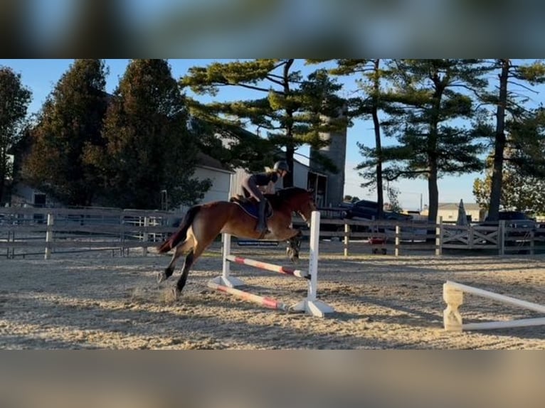 Belgian Draft Mix Gelding 5 years 16 hh Bay in Gap`