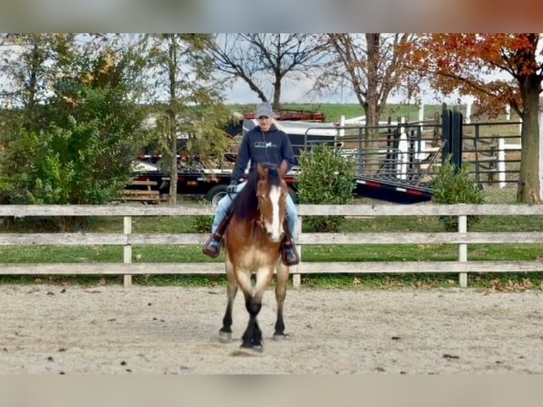 Belgian Draft Mix Gelding 5 years 16 hh Bay in Gap`